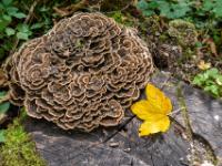 Ahornblatt auf Baumstumpf mit großer Kolonie brauner Pilze